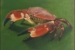 brown crab on green